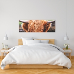 Toile 16 x 48 - Vache highland portrait