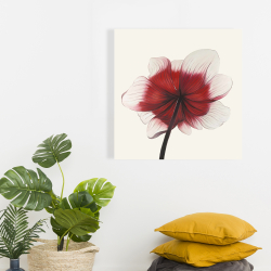 Toile 24 x 24 - Fleur anémone rouge