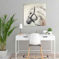 Toile 24 x 24 - Darius le cheval blanc