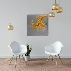 Canvas 24 x 24 - Golden wattle plant with pugg ball flowers