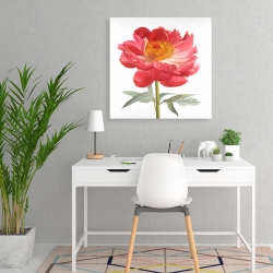 Canvas 24 x 24 - Pink peony