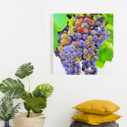 Toile 24 x 24 - Bouquet de raisins