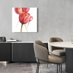 Canvas 24 x 24 - Blossoming tulips closeup