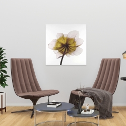 Canvas 24 x 24 - Beautiful anemone yellow flower