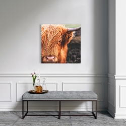 Toile 24 x 24 - Vache highland portrait