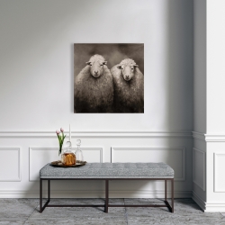 Canvas 24 x 24 - Sheep sepia