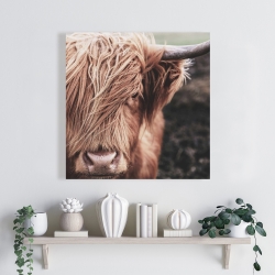 Canvas 24 x 24 - Desaturated highland cow