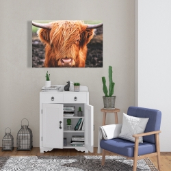 Toile 24 x 36 - Vache highland portrait