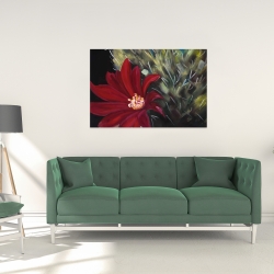 Toile 24 x 36 - Fleur rouge de cactus echinopsis