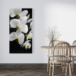 Canvas 24 x 48 - Beautiful orchids