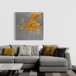 Canvas 36 x 36 - Golden wattle plant with pugg ball flowers