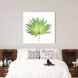 Canvas 36 x 36 - Petticoat palm