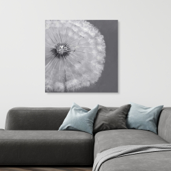 Canvas 36 x 36 - Dandelion puff ball