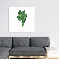 Canvas 36 x 36 -  bay leaves bundle - fr