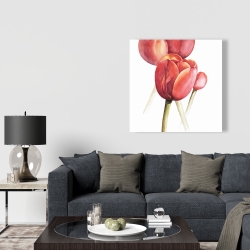 Canvas 36 x 36 - Blossoming tulips closeup