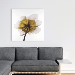 Canvas 36 x 36 - Beautiful anemone yellow flower