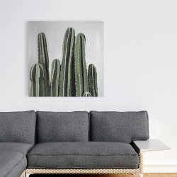 Toile 36 x 36 - Cactus bougie du désert