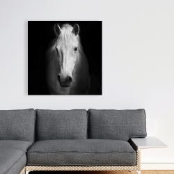 Canvas 36 x 36 - Monochrome horse