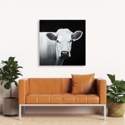 Canvas 36 x 36 - White cow