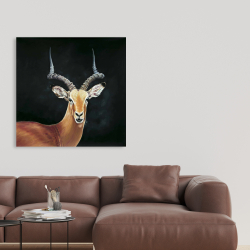 Toile 36 x 36 - Antilope