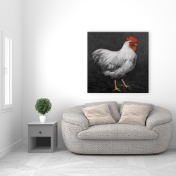 Canvas 36 x 36 - Grey rooster 2