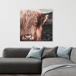 Canvas 36 x 36 - Desaturated highland cow