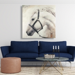 Toile 48 x 48 - Darius le cheval blanc