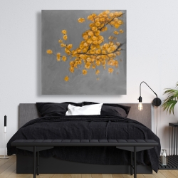 Canvas 48 x 48 - Golden wattle plant with pugg ball flowers