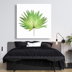 Canvas 48 x 48 - Petticoat palm