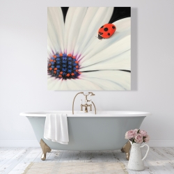 Toile 48 x 48 - Marguerite blanche et coccinelle