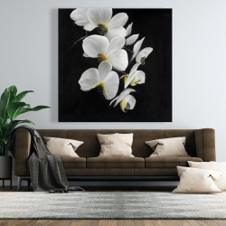 Canvas 48 x 48 - Beautiful orchids