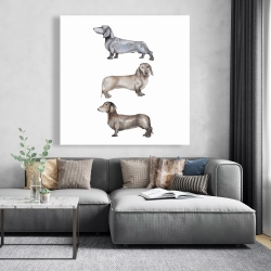 Toile 48 x 48 - Petits chiens teckel