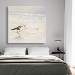 Canvas 48 x 48 - Semipalmated sandpiper on the beach