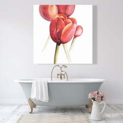 Canvas 48 x 48 - Blossoming tulips closeup