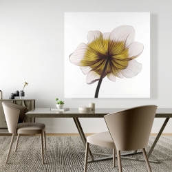 Canvas 48 x 48 - Beautiful anemone yellow flower