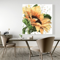 Toile 48 x 48 - Tournesol en fleuraison