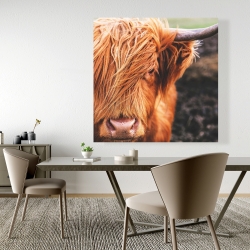 Toile 48 x 48 - Vache highland portrait