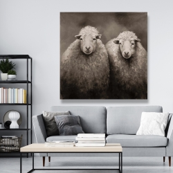 Canvas 48 x 48 - Sheep sepia