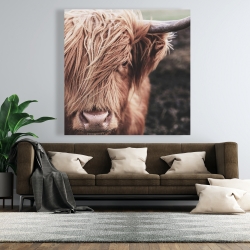 Canvas 48 x 48 - Desaturated highland cow