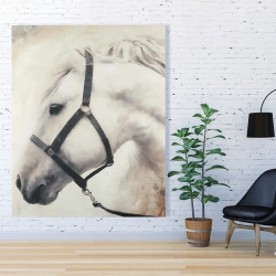 Toile 48 x 60 - Darius le cheval blanc