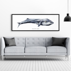 Framed 20 x 60 - Whale