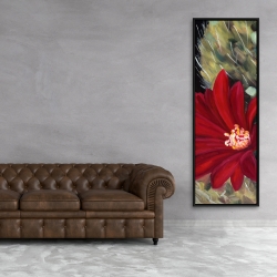 Encadré 20 x 60 - Fleur rouge de cactus echinopsis