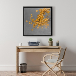 Framed 24 x 24 - Golden wattle plant with pugg ball flowers