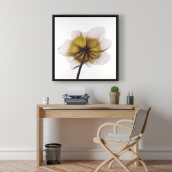 Framed 24 x 24 - Beautiful anemone yellow flower