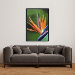 Encadré 24 x 36 - Fleur oiseau de paradis