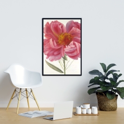 Encadré 24 x 36 - Fleur de pivoine rose