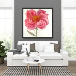 Encadré 36 x 36 - Fleur de pivoine rose