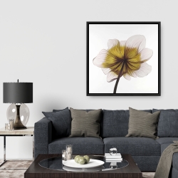 Framed 36 x 36 - Beautiful anemone yellow flower