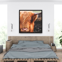 Encadré 36 x 36 - Vache highland portrait