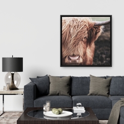 Framed 36 x 36 - Desaturated highland cow